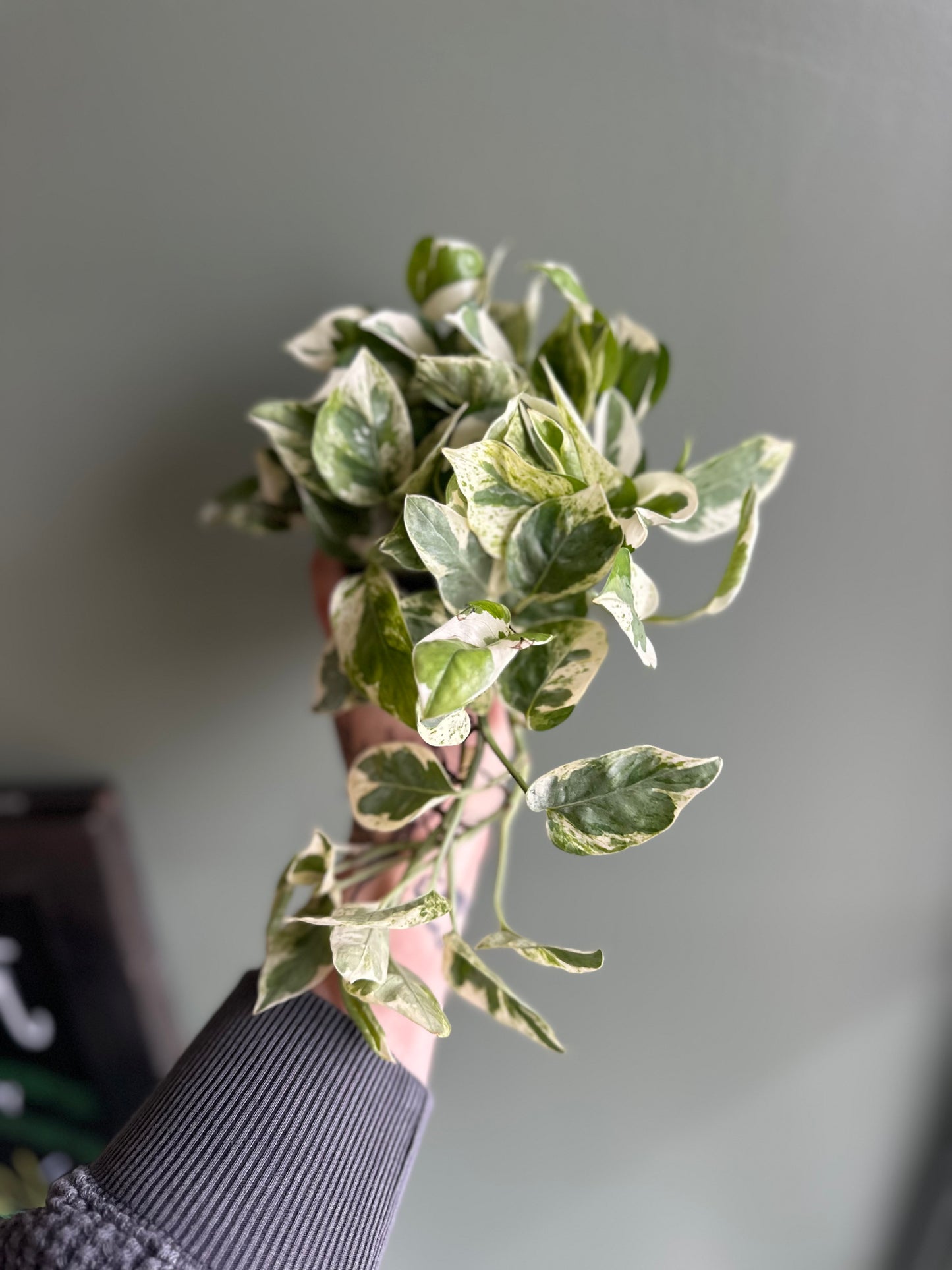 Pearls N Jade Photos 4”