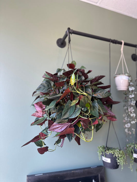 8” Hanging Syngonium Red Arrow