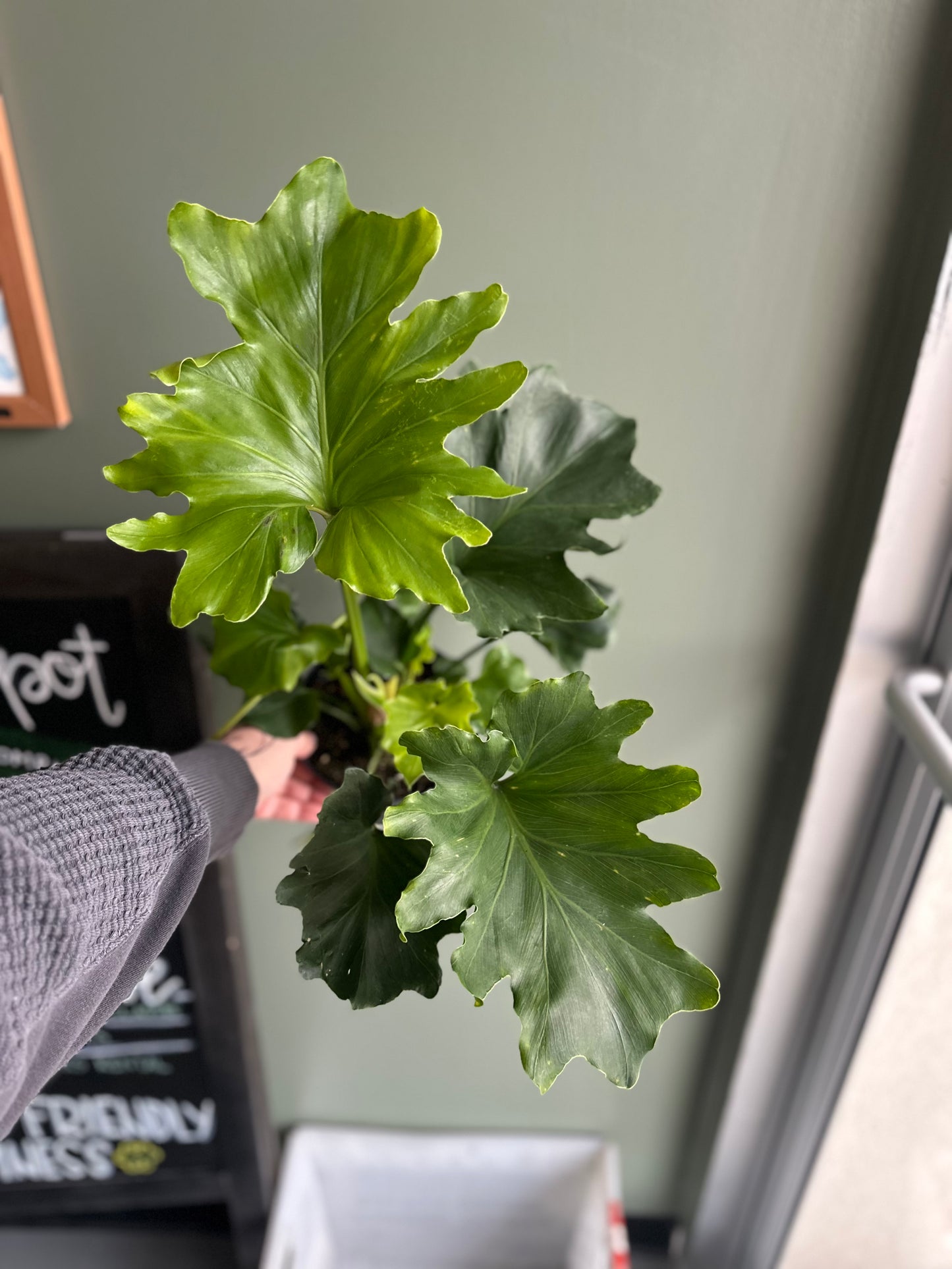 Philodendron Bipinnatifidum "hope" 6”