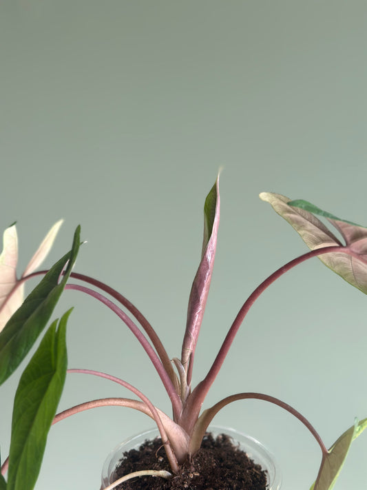 Alocasia Scalprum
