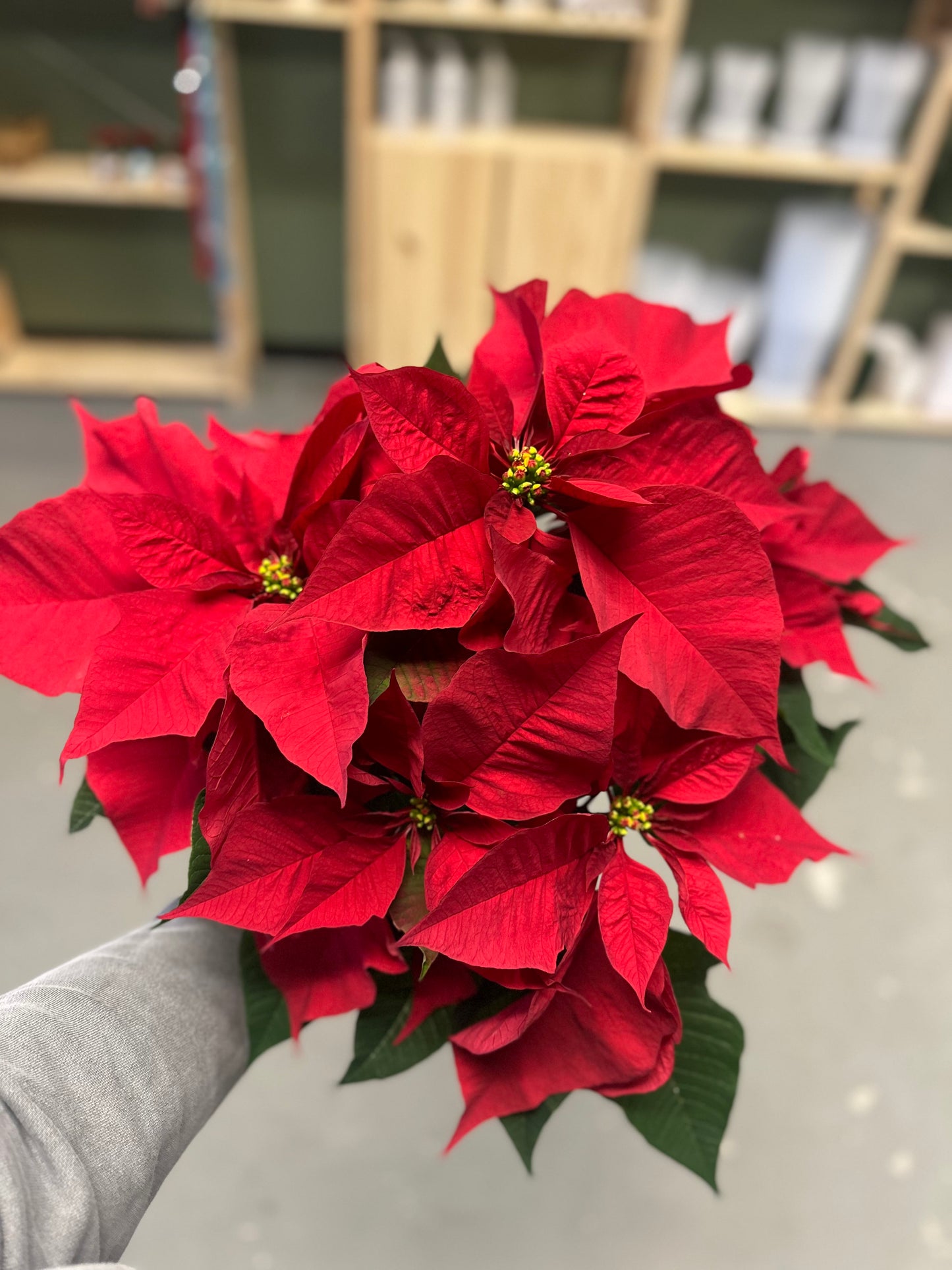 6.5” Red Poinsettia