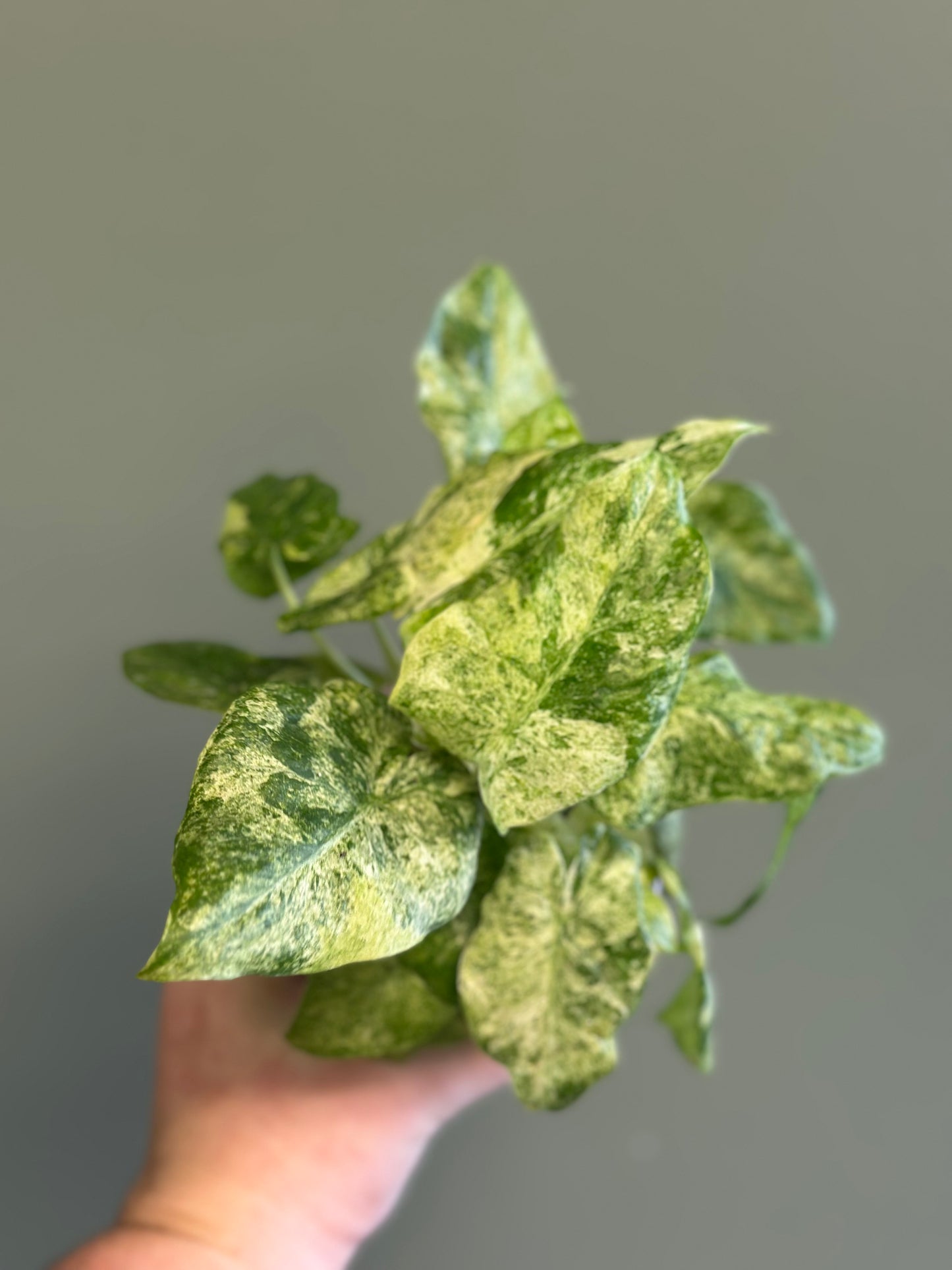 Alocasia Odora Batik Variegated