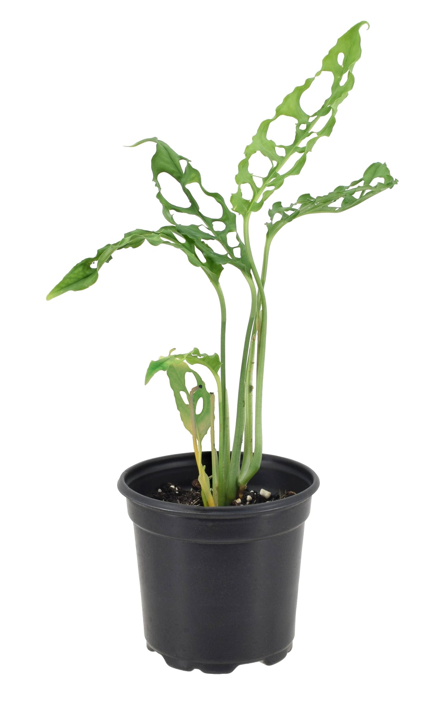 Monstera Obliqua Peru 4 inch in Grower Pot