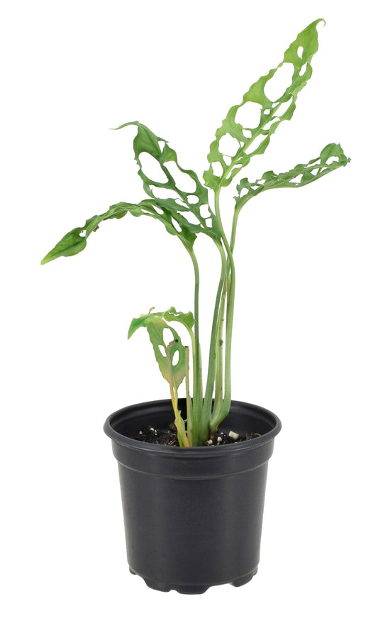 Monstera Obliqua Peru 4 inch in Grower Pot