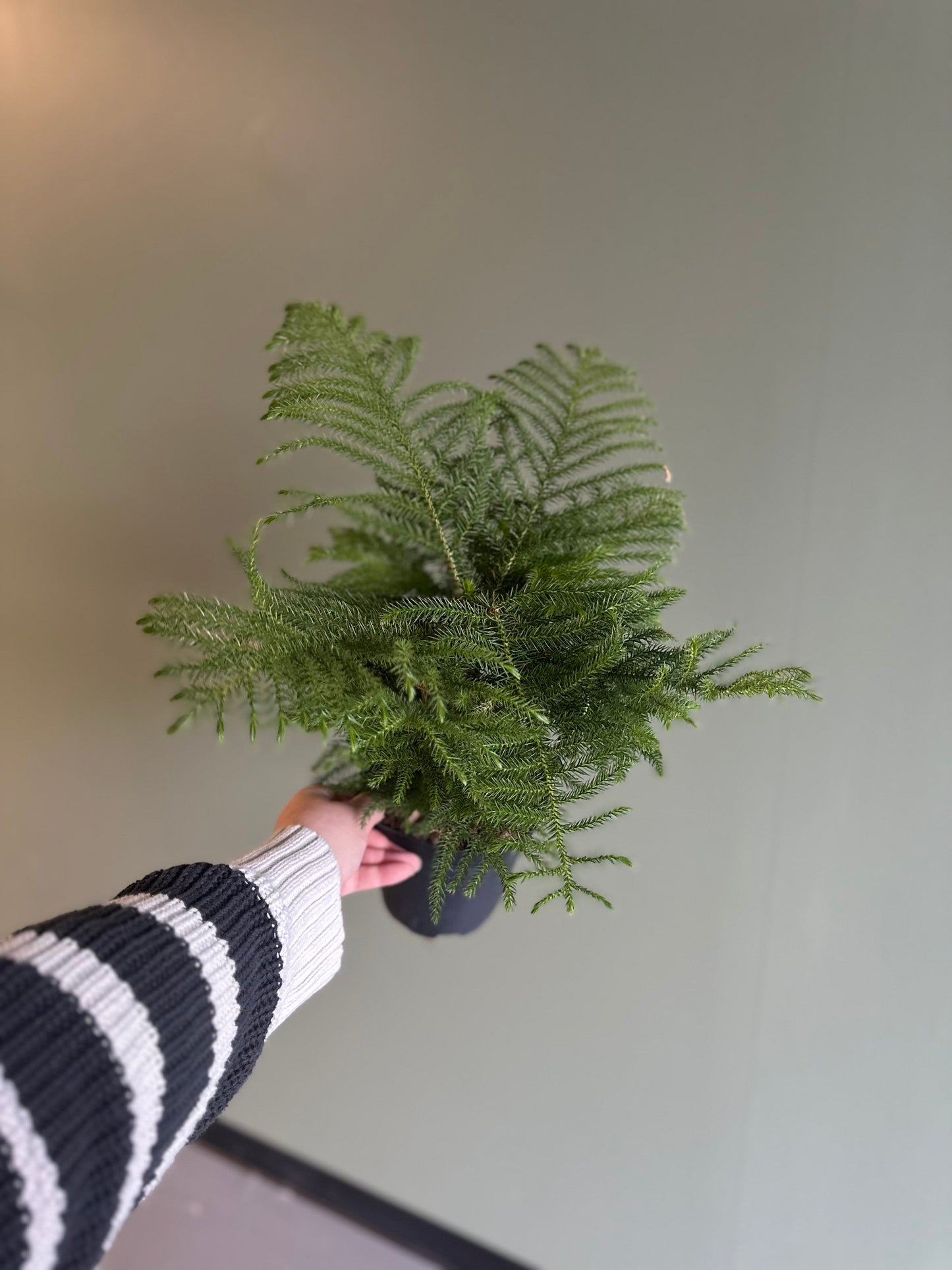 6” Norfolk Pine