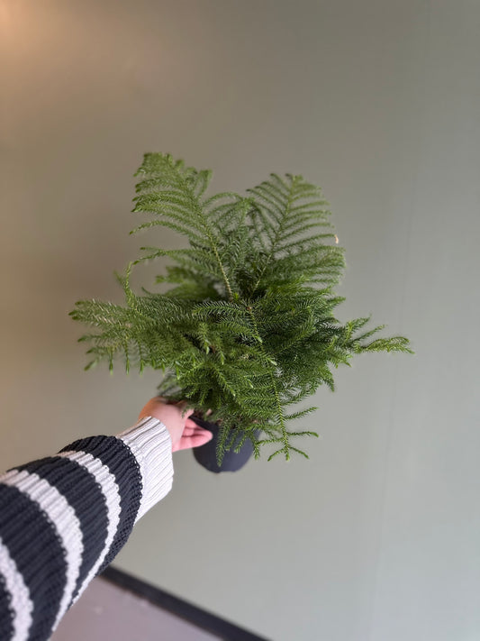 6” Norfolk Pine