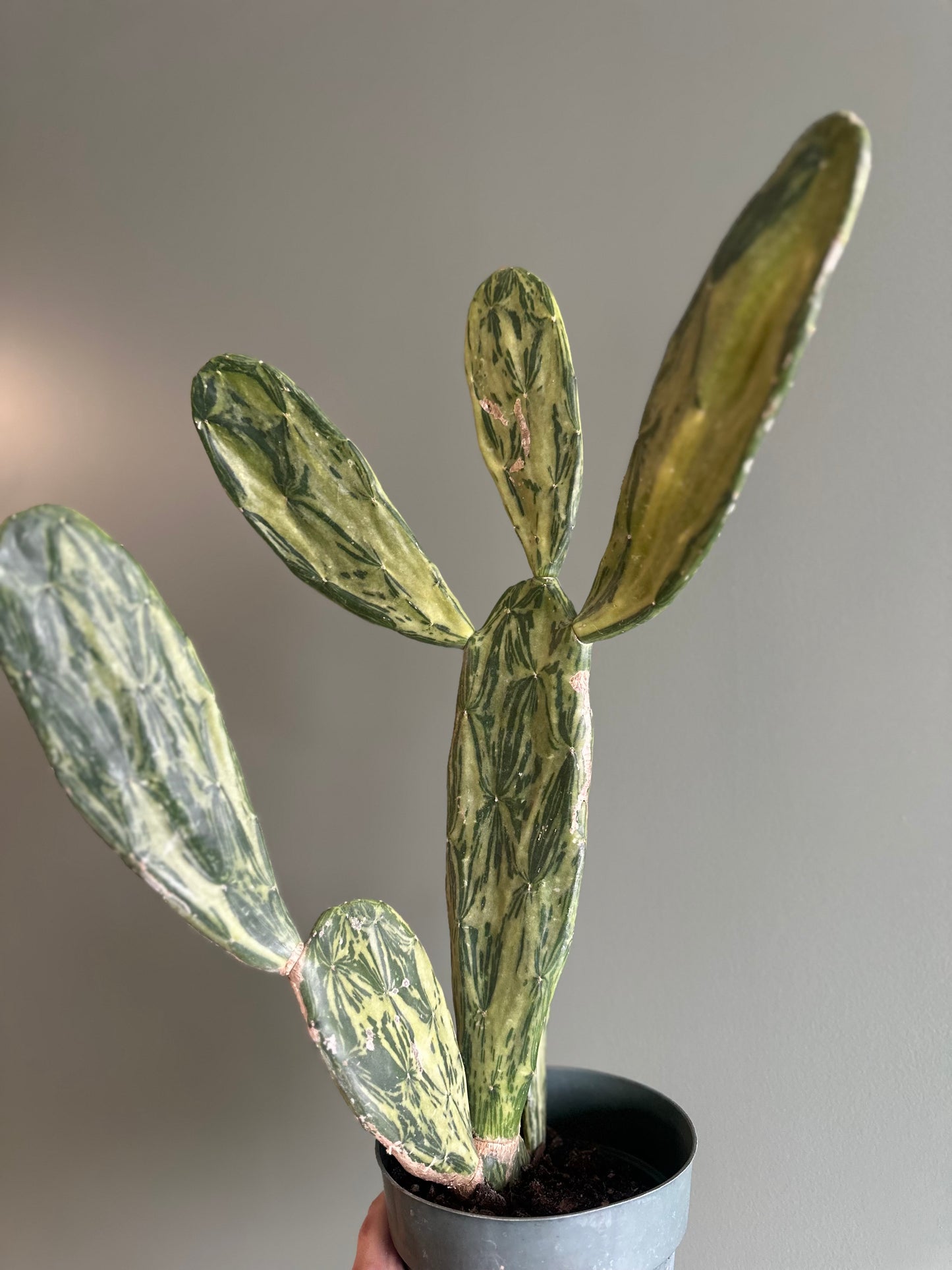 Cactus Optunia - VAR 6”