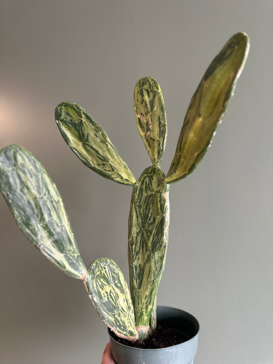 Cactus Optunia - VAR 6”