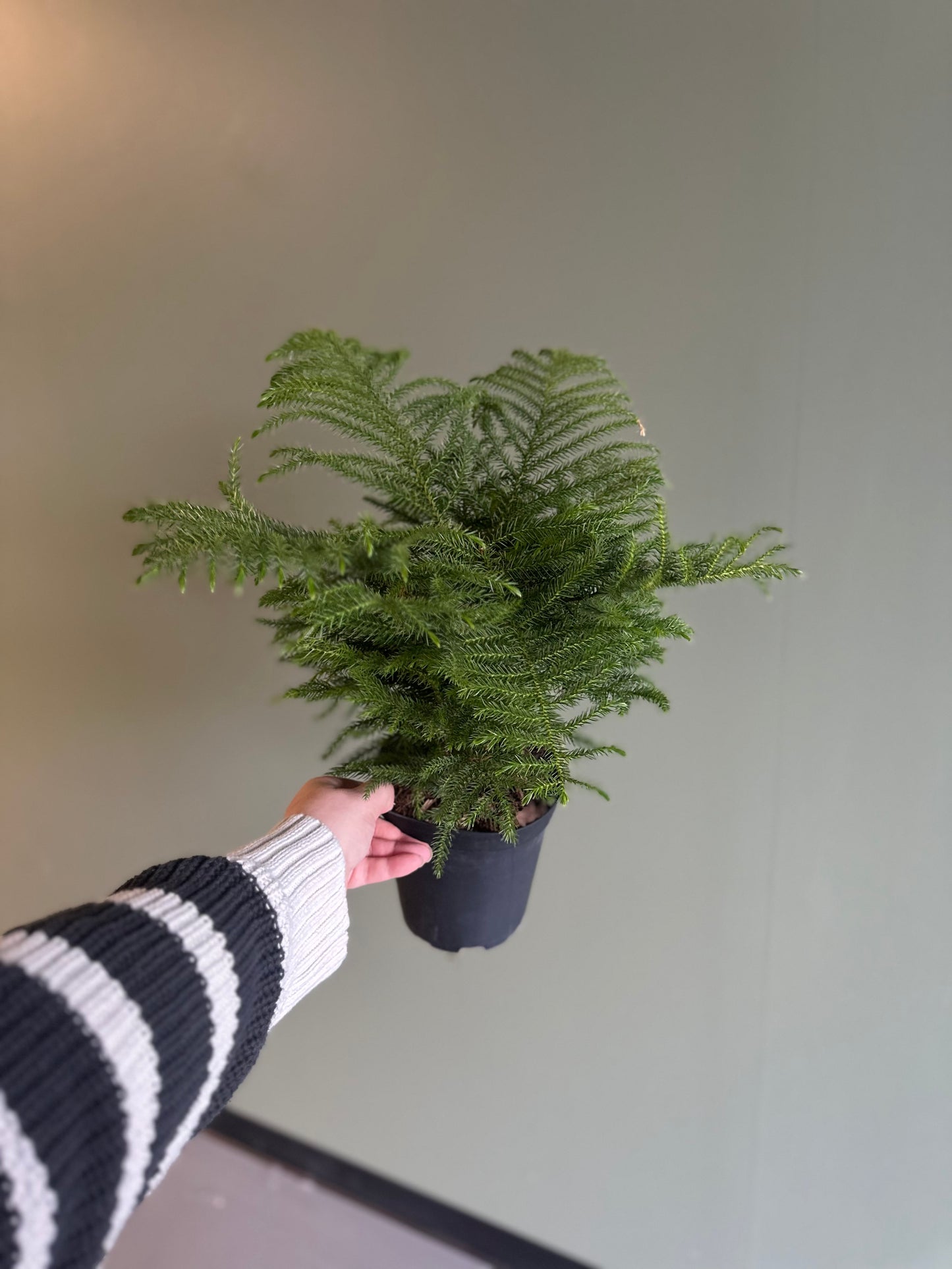 6” Norfolk Pine