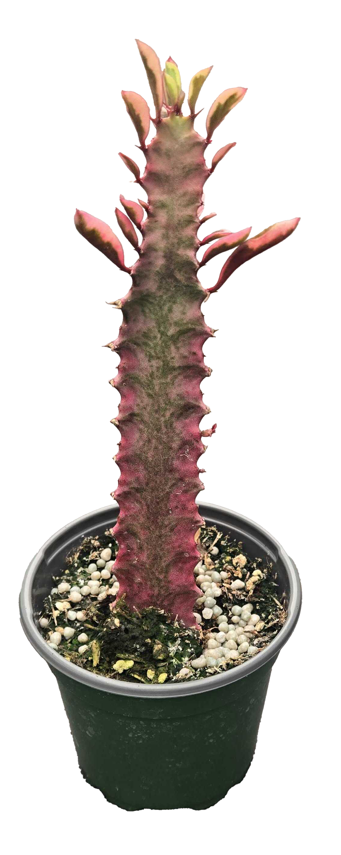Euphorbia Trigona Royal Red 4 inch Grower Pot