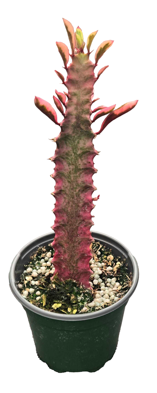 Euphorbia Trigona Royal Red 4 inch Grower Pot