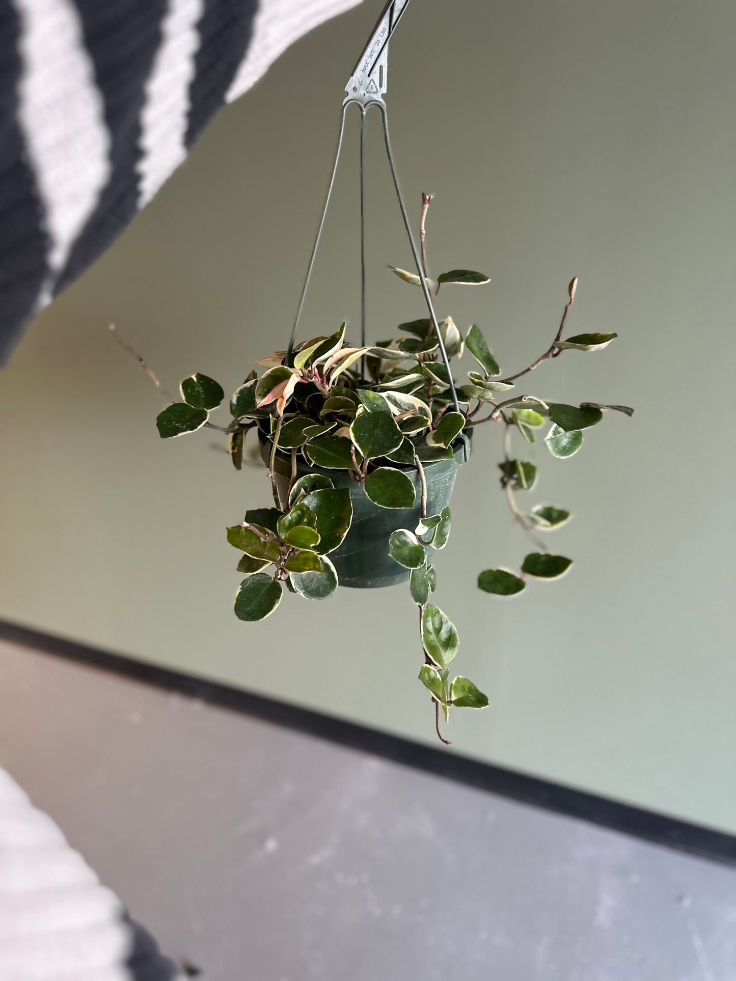 8” HB Hoya “Krimson Queen”