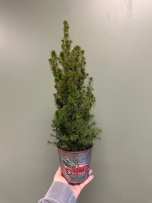 4” Alberta Spruce in Truck Pot Cover
