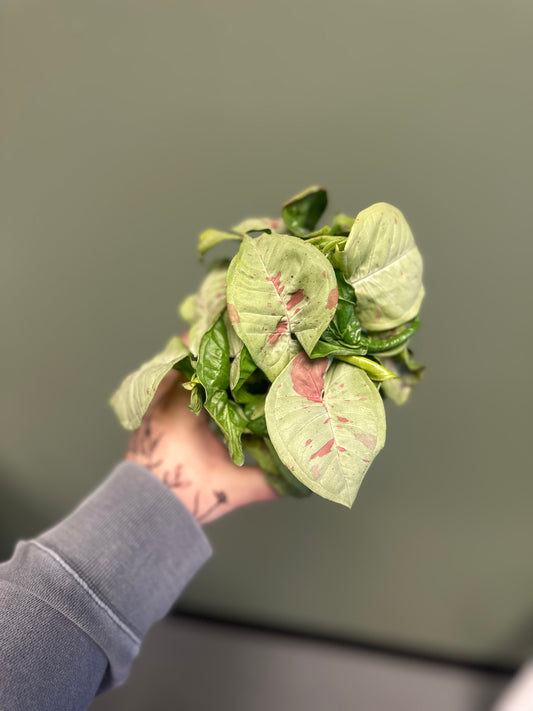 Syngonium Confetti 4"