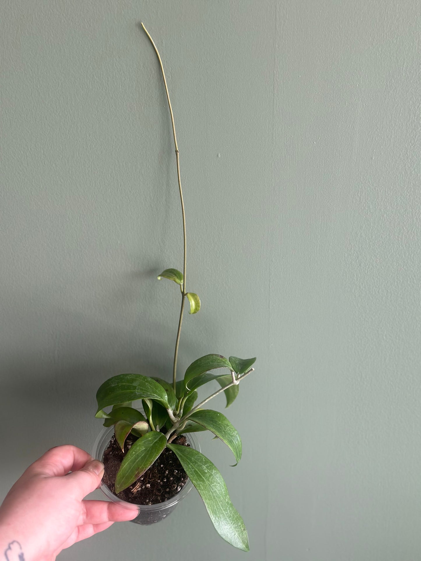 Hoya Merrilli Small Leaf