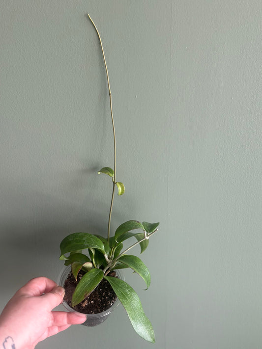 Hoya Merrilli Small Leaf