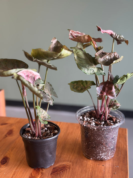 Syngonium Strawberry Ice