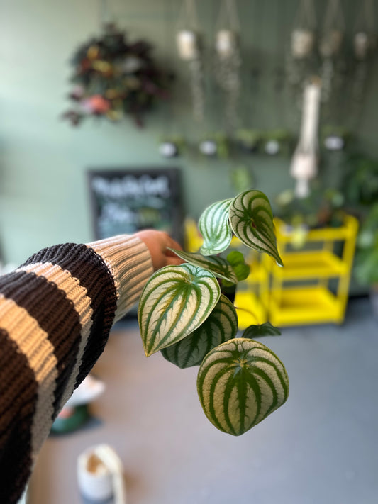 Watermelon Peperomia