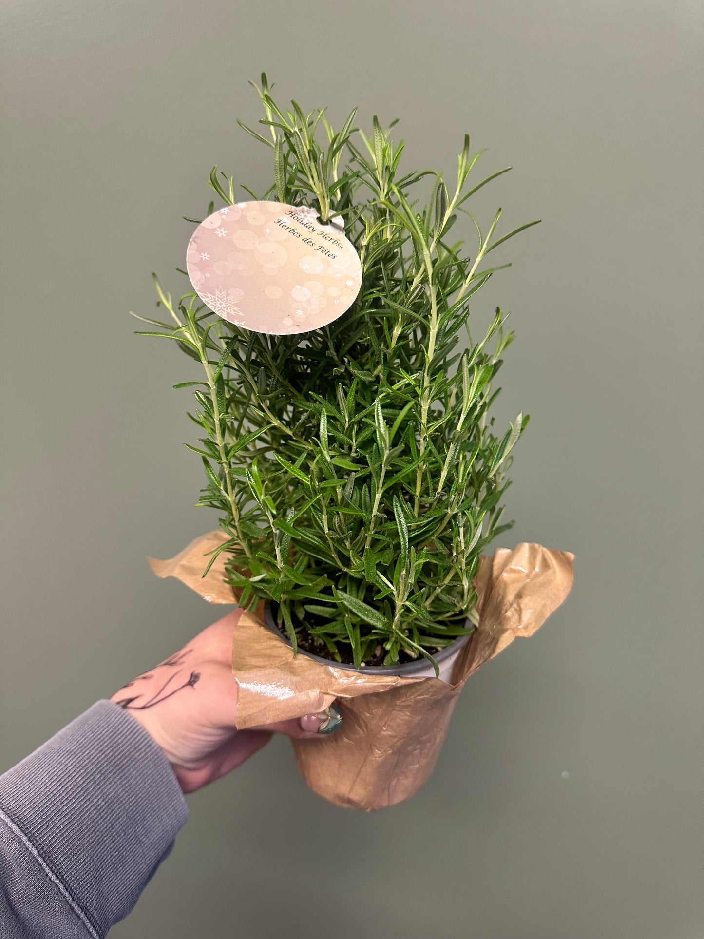 4” rosemary tree
