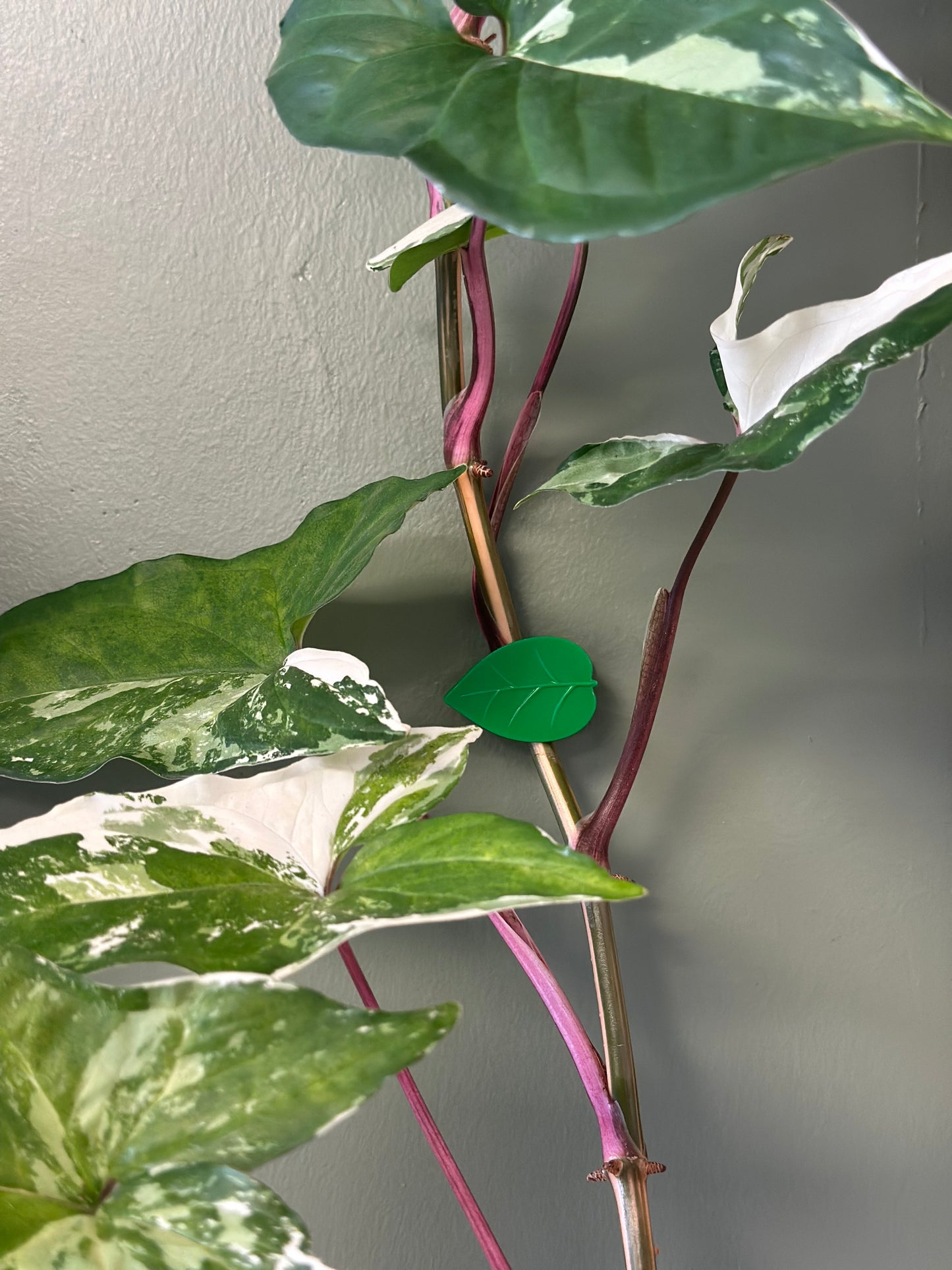 Wall Plant Adhesive Clip (10pk)!