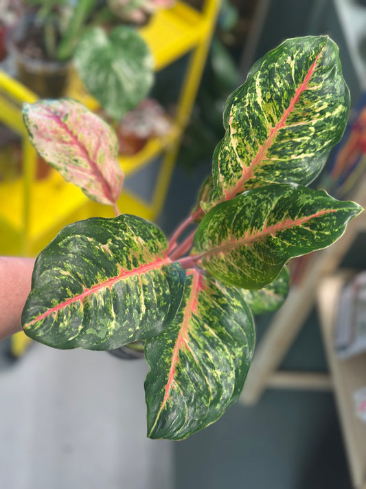 Aglaonema 10 Karat