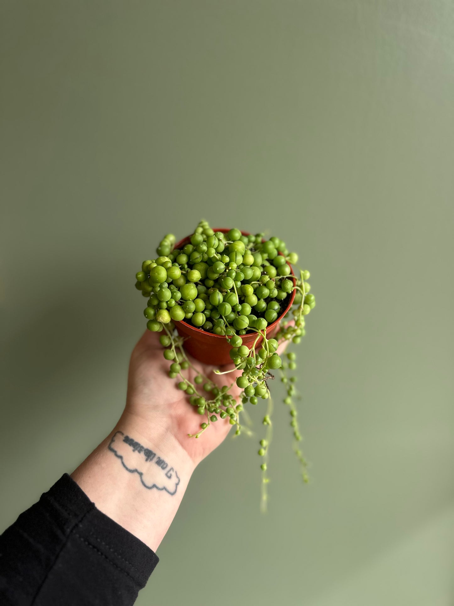 4' String of Pearls