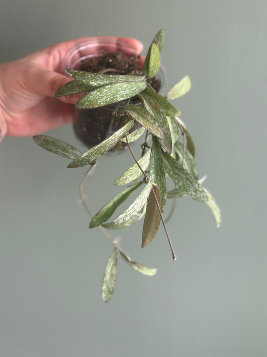 Hoya Sigillatis