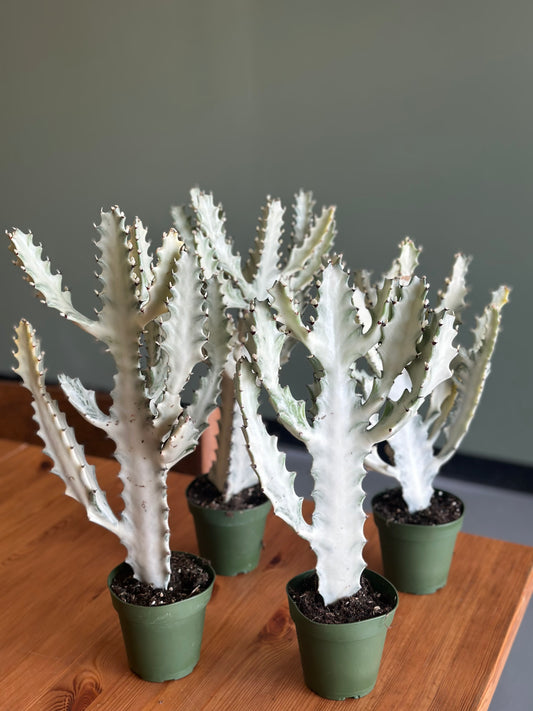 Cactus White Ghost Dragon Bone