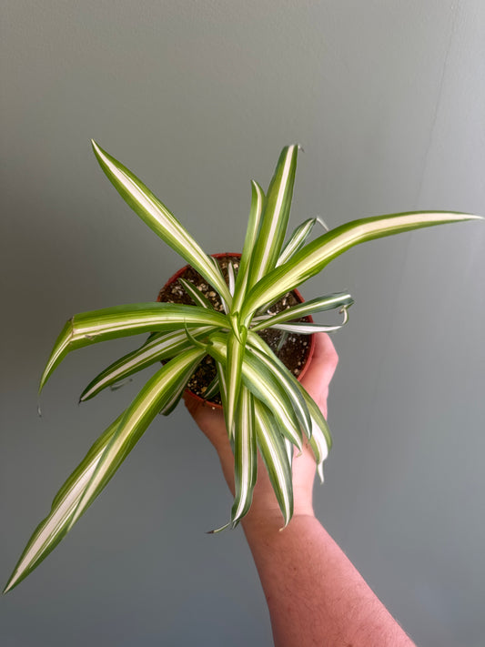 4” Spider Plant