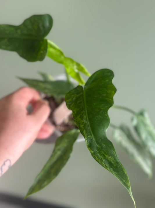 Philodendron Golden Dragon