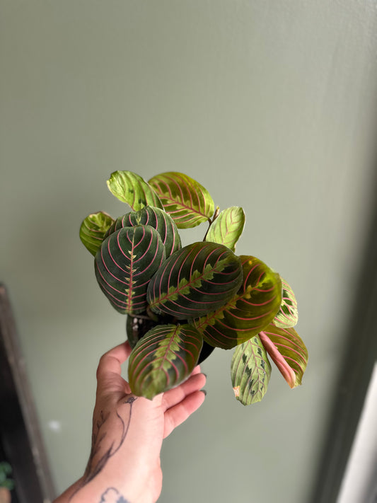 Maranta - Prayer plant - Red