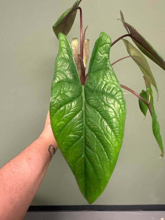Alocasia Scalprum