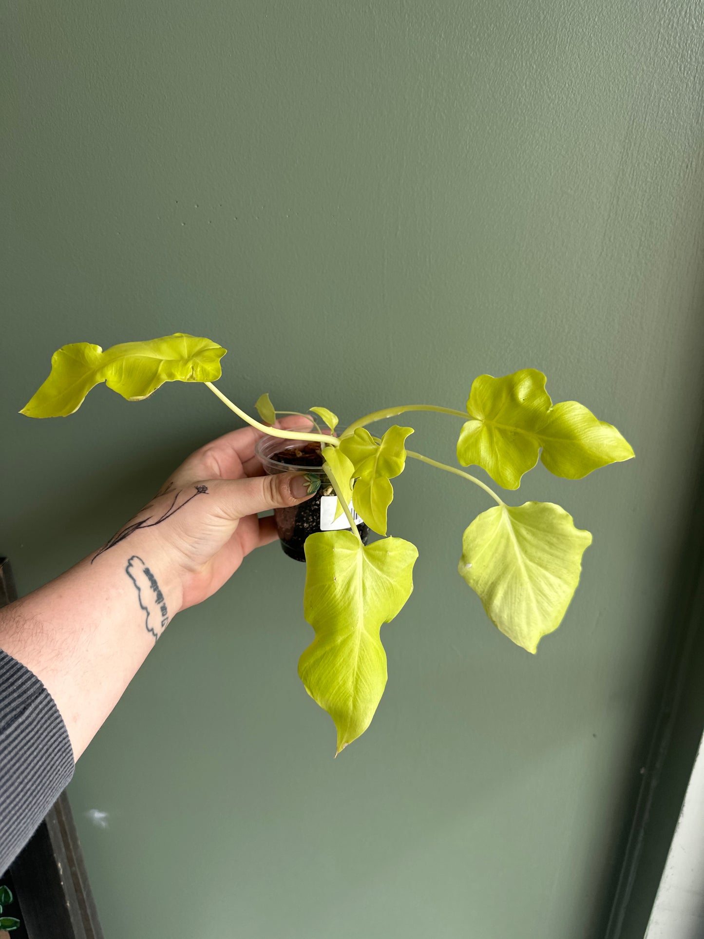 Philodendron Warscewiczii