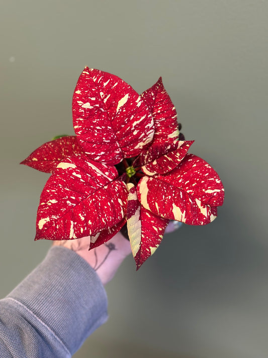 Poinsettia Red Glitter