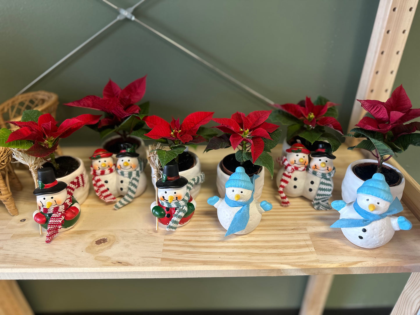 Assorted snowman poinsettia