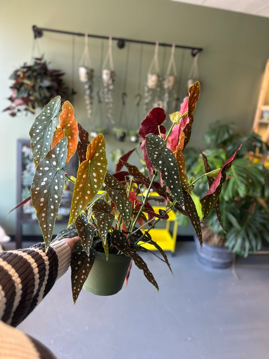 8” large begonia maculata aka “polka dot begonia”