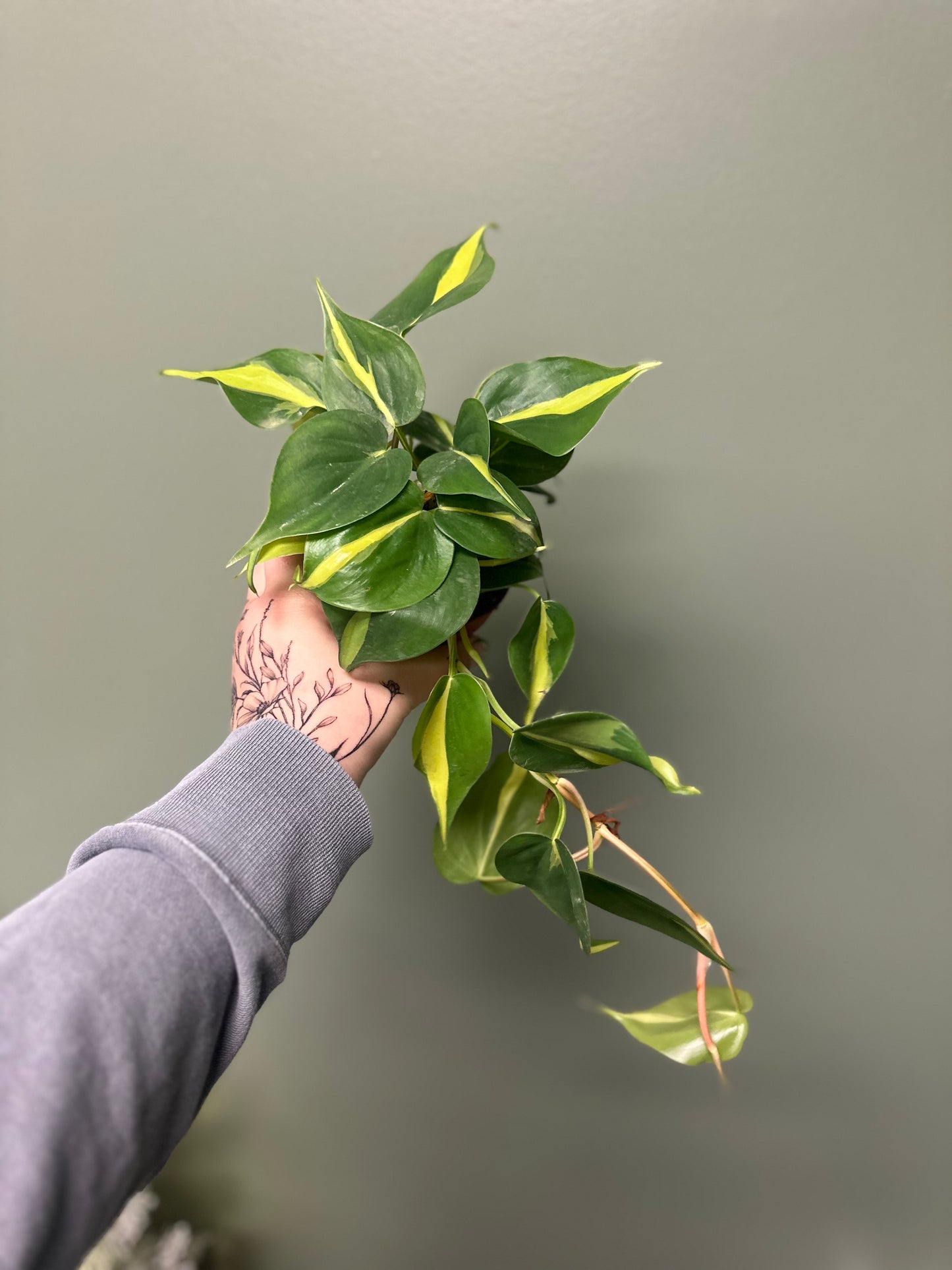 4” Philodendron Brazil