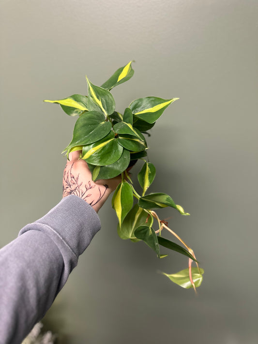 4” Philodendron Brazil