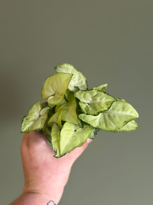 3" Syngonium - White Butterfly