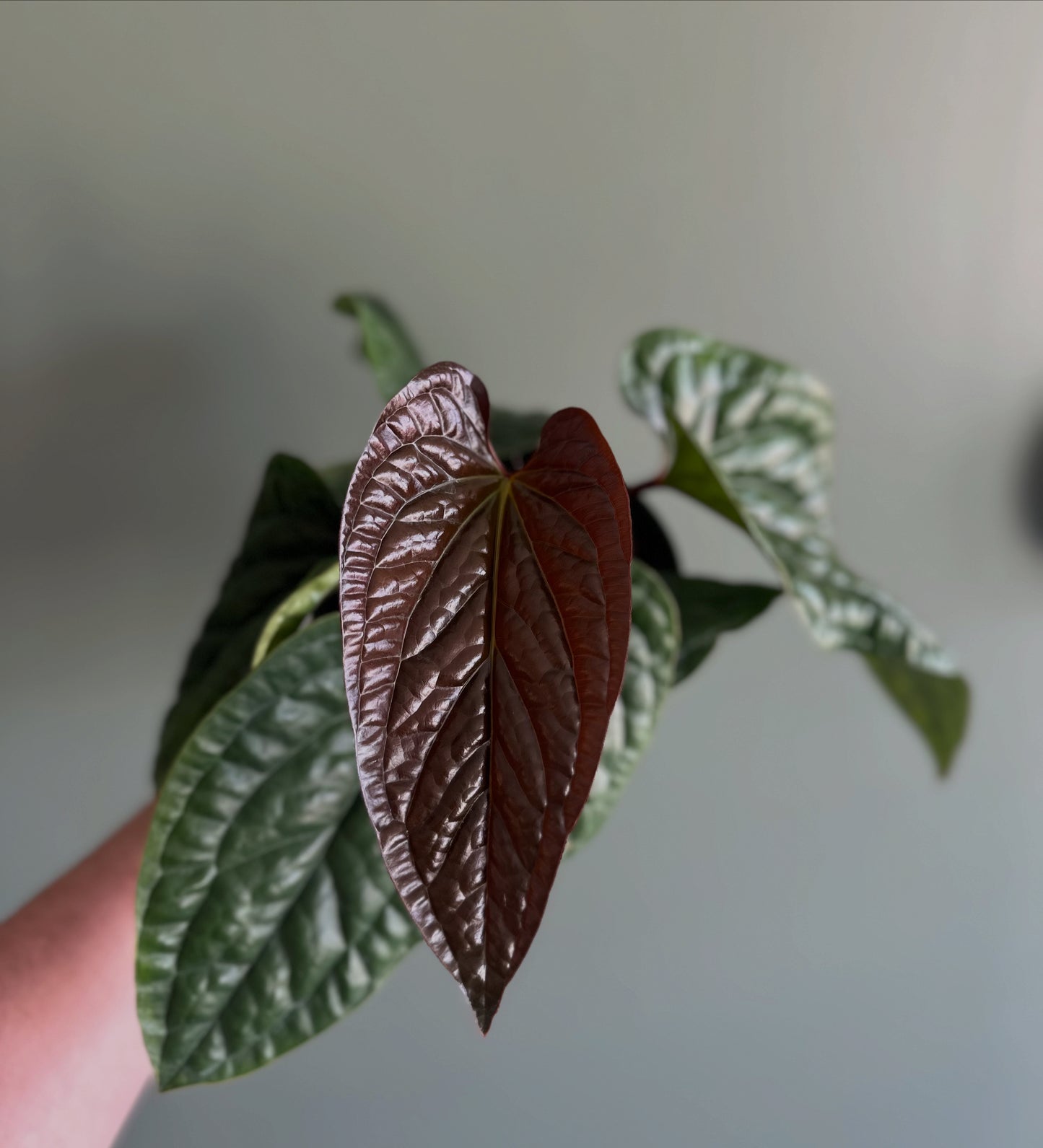 6" Anthurium Radicans x Luxurians