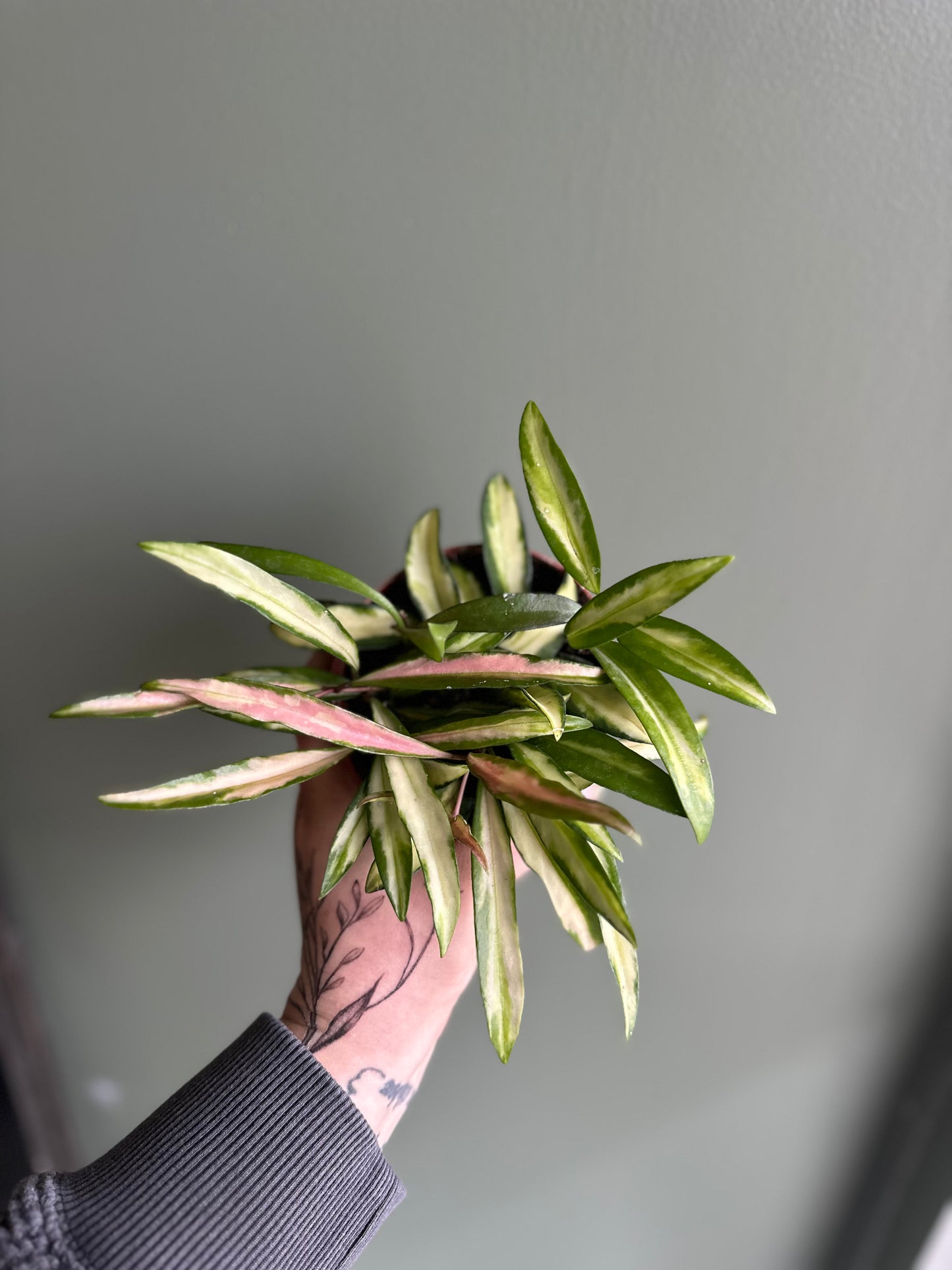 Hoya Wayetii Tricolor