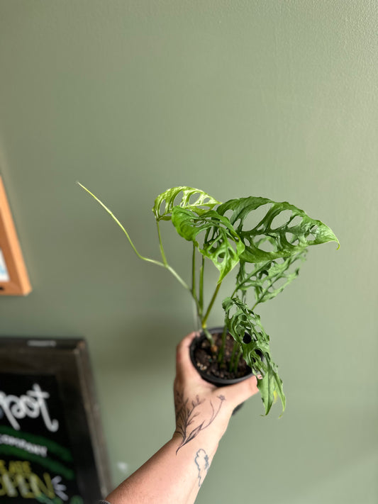 Monstera Obliqua Peru 4”