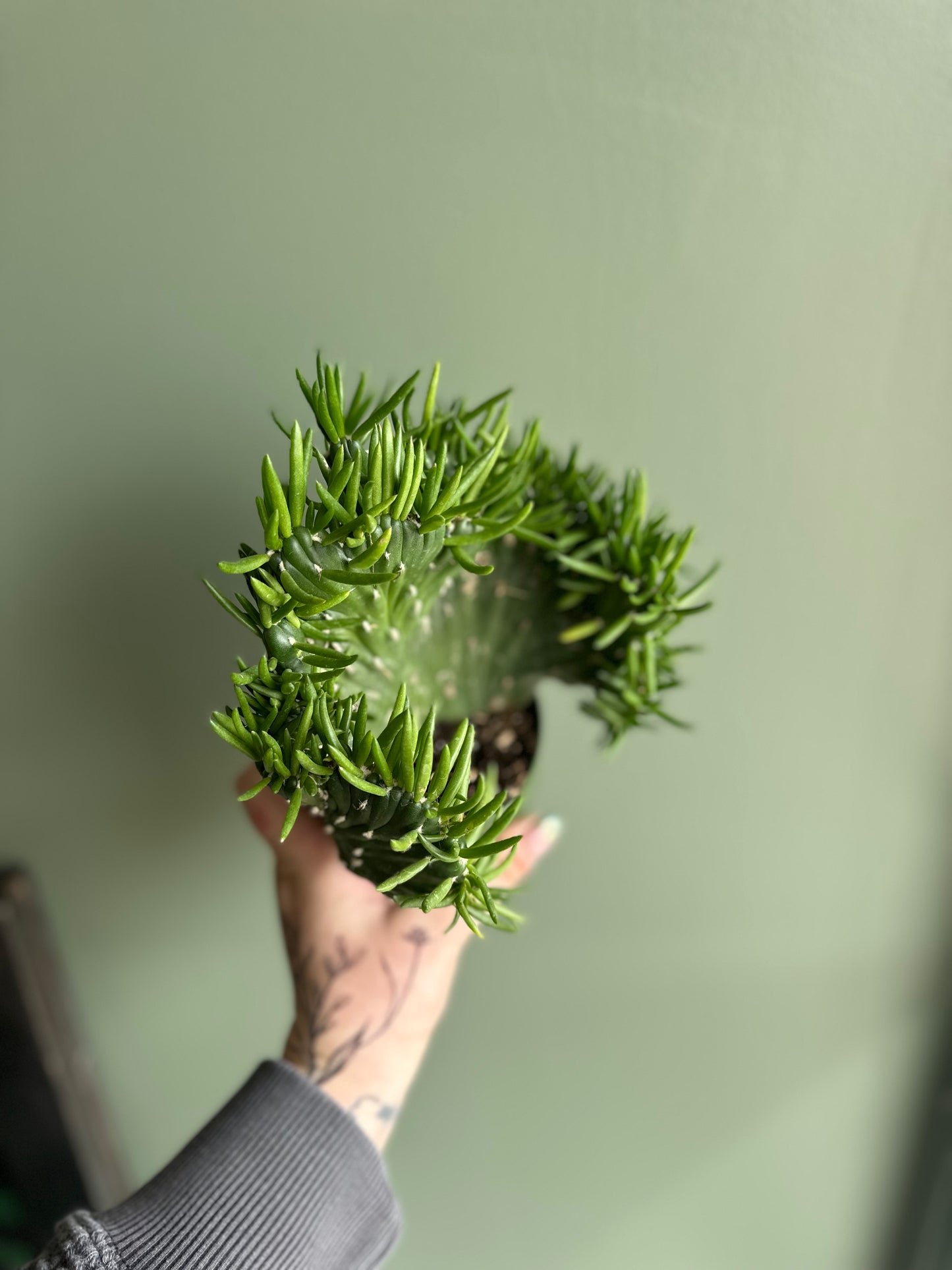 Cactus Opuntia Subulata Crested 4”