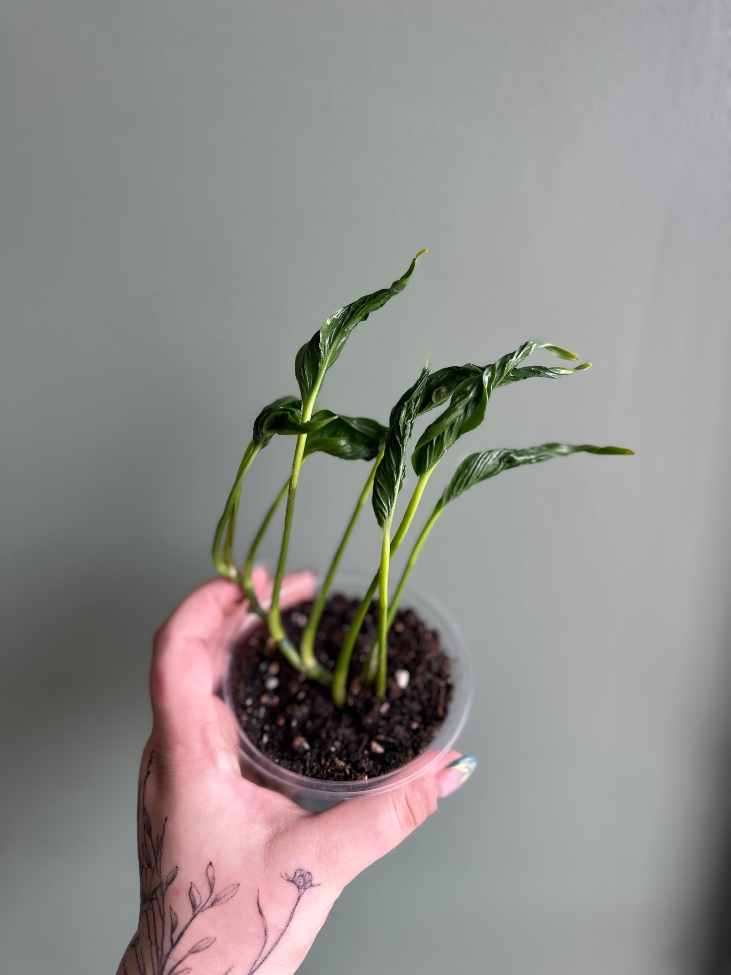 Epipremnum Shangri La