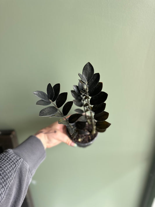 ZZ Black 4 inch Grower Pot