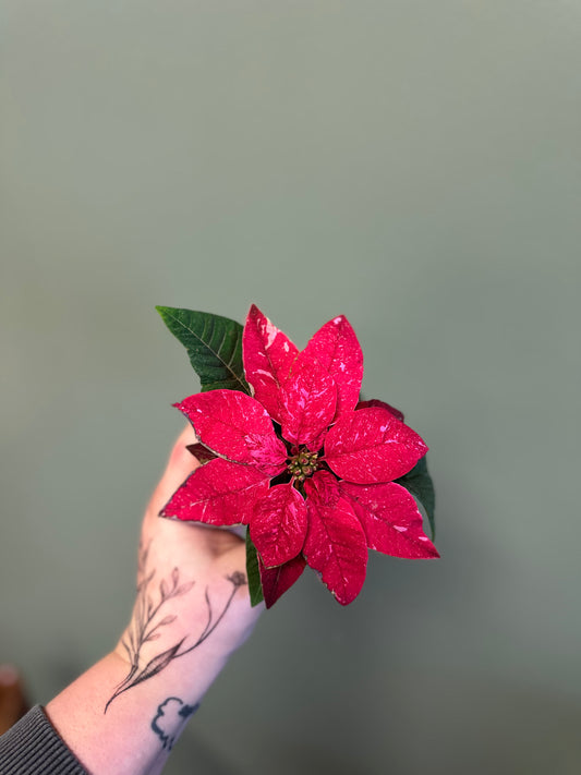 Poinsettia Sparkling Rouge