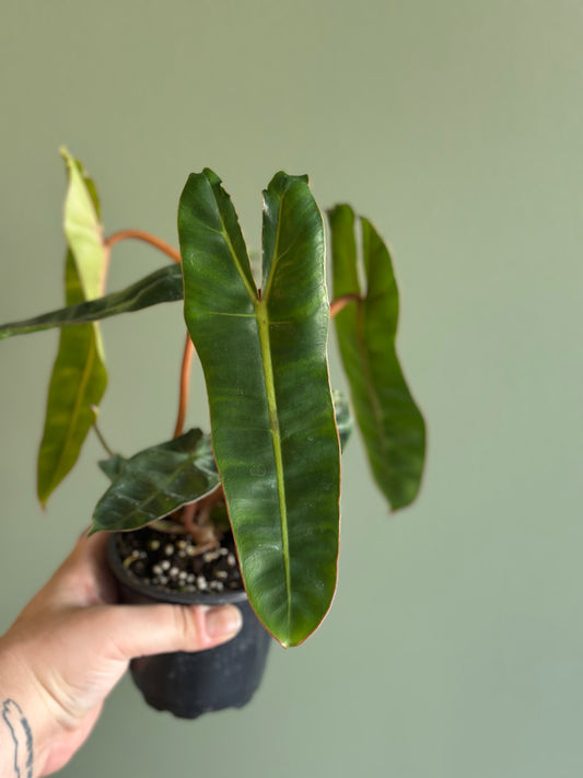 Philodendron Billitiae Green