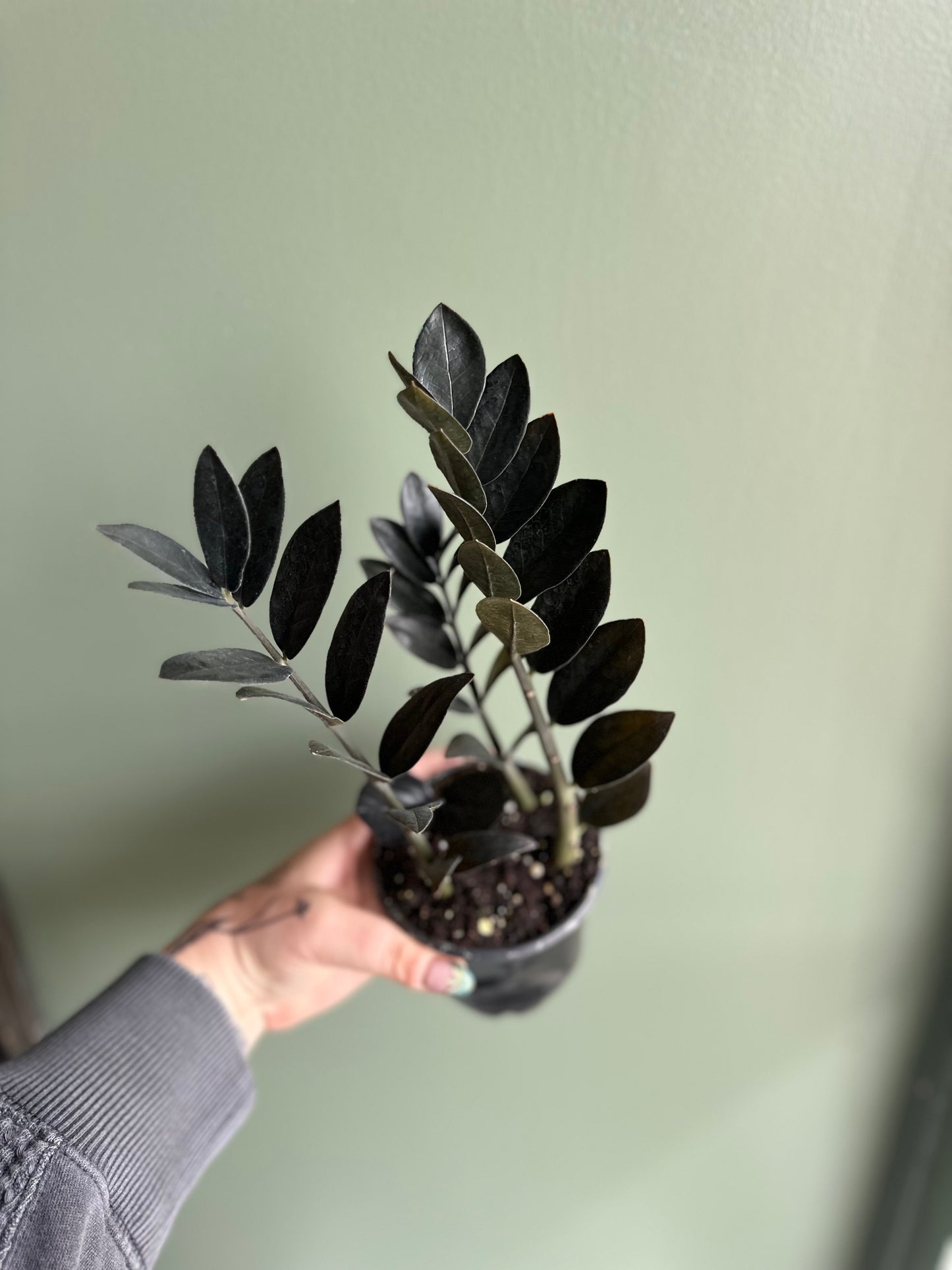 ZZ Black 4 inch Grower Pot
