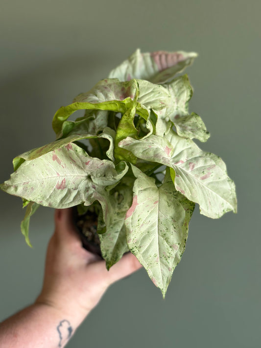 Syngonium Milk confetti