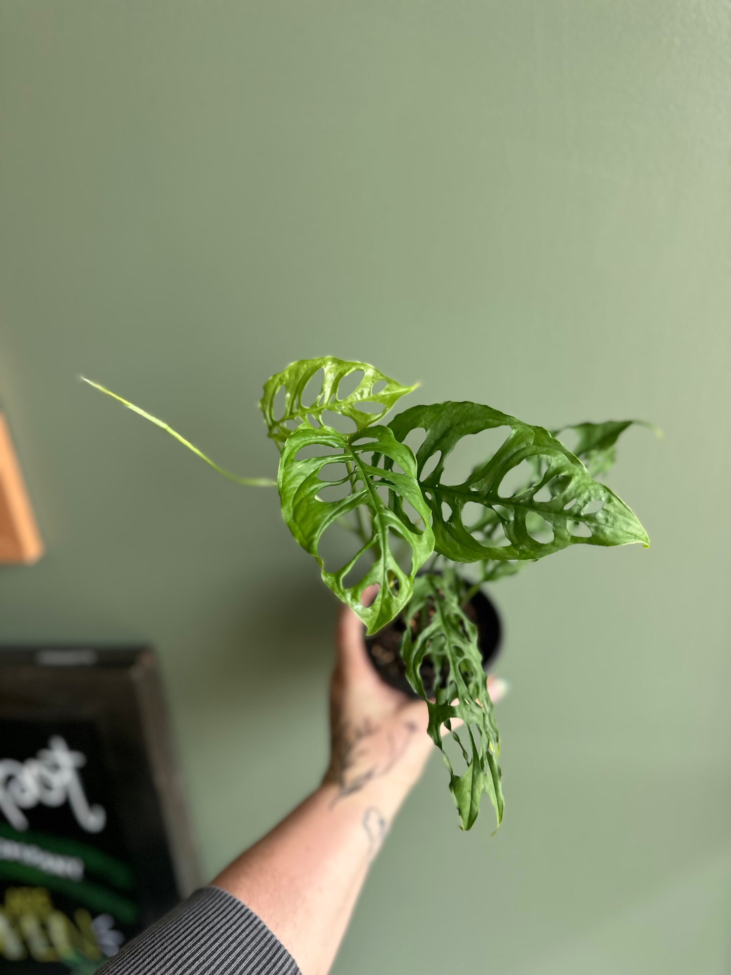 Monstera Obliqua Peru 4”